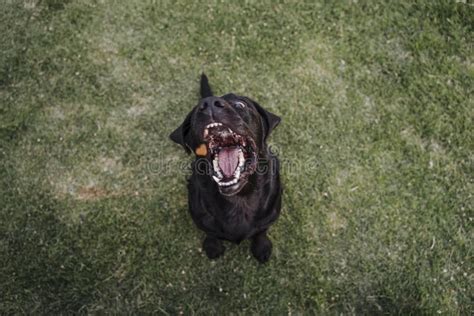 Labrador Negro Hermoso Que Se Sienta En La Hierba En Un Parque