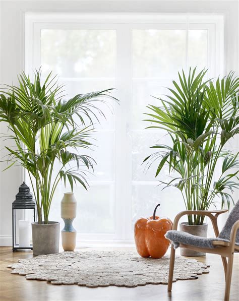 Discover The Most Stunning Large Plants To Elevate Your Living Room