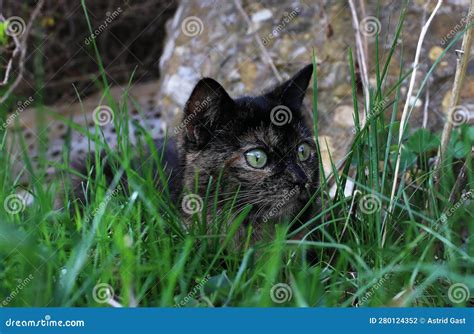 A Young Tortoiseshell Cat Hiding In The Grass While Hunting Stock Photo