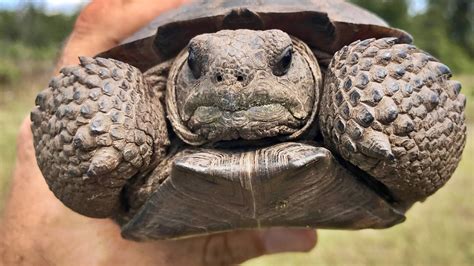 Florida Asks For Help Finding Homes For Threatened Gopher Tortoise