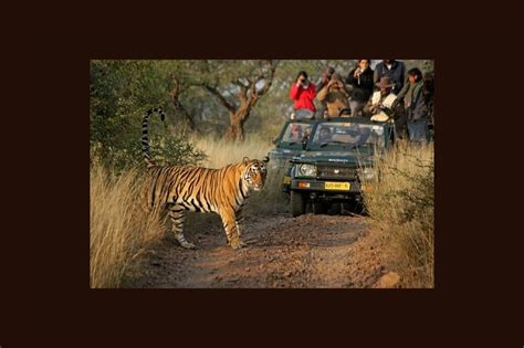 Itinerary 3 Days Ranthambore Tiger Safari From The Earth Safari