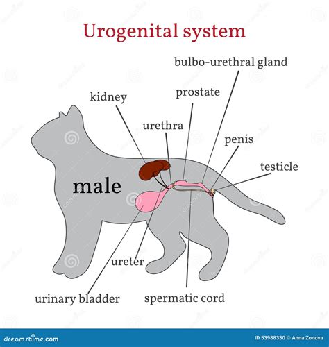 Male Cat Urogenital System