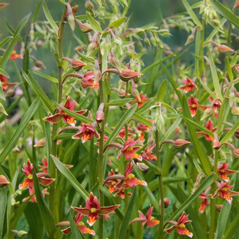 Maybe you would like to learn more about one of these? Stendelwurz-Orchidee Sabine online kaufen bei Gärtner Pötschke