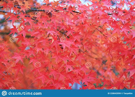 A Maple Trees With Red Leaves Close Up Autumn Background Stock Image