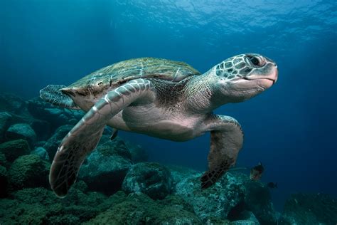 Group Allegedly Tried To Ride Endangered Green Sea Turtle Crime News
