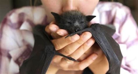 40 Bat Pictures Which Shows They Arent Vampires