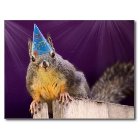 Birthday Squirrel Photo Postcard Happy Birthday Squirrel