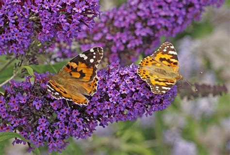 Not only are they beautiful to look at i picked up 3 new plants that attract butterflies. Perennial Flowers for a Stunning Design