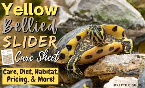Red eared slider turtle morphs include albino slider turtle for sale and more. Yellow-Bellied Slider Care Sheet: Diet, Care, Lifespan ...