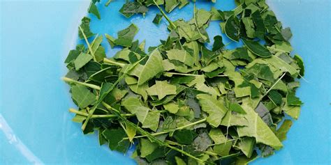 Ide usaha es bandung cincau + perhitungan modal dan untungnya. Cara Buat Cincau Hijau | AshrafShuib.com