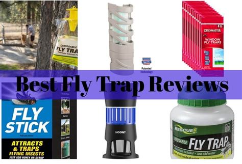 Best Fly Trap Reviews Insect Hobbyist
