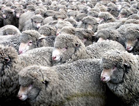 Free Images Wildlife Herd Sheep Mammal Wool Fauna Newzealand