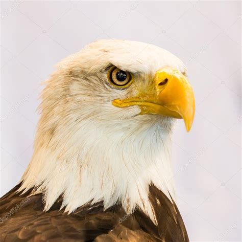 American Eagle — Stock Photo © Deerphoto 56091825