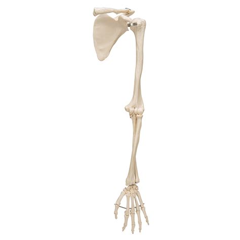 Human Arm Skeleton Model With Scapula And Clavicle 3b Smart Anatomy