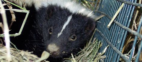 Do mothballs or ammonia help repel skunks?