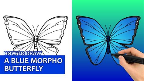 How To Draw A Blue Morpho Butterfly Easy Drawing Tutorial Youtube