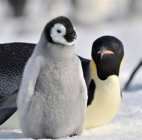 14 Animales Con Plumas Lista Con Nombres Y Curiosidades