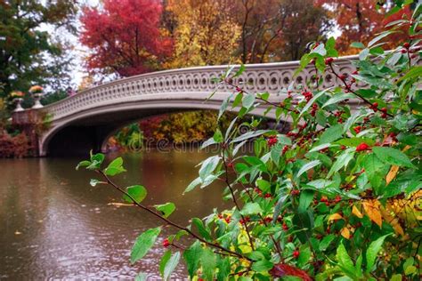 View Of Autumn Landscape With Bow Bridge In Central Park New York City