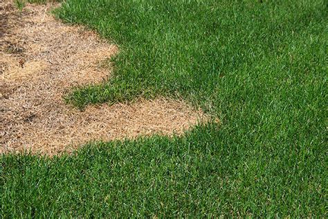 Dormant Grass Vs Dead Grass How To Troubleshoot Your Lawn Do It Best