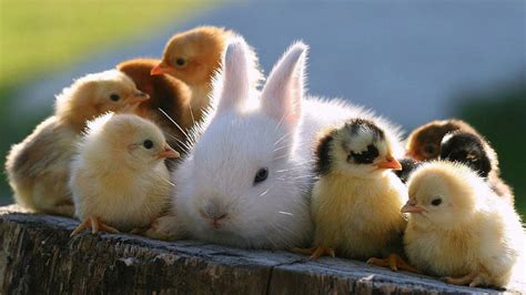 Hd Wallpaper Cute Easter Baby Bunny Chick Rabbit Chicks