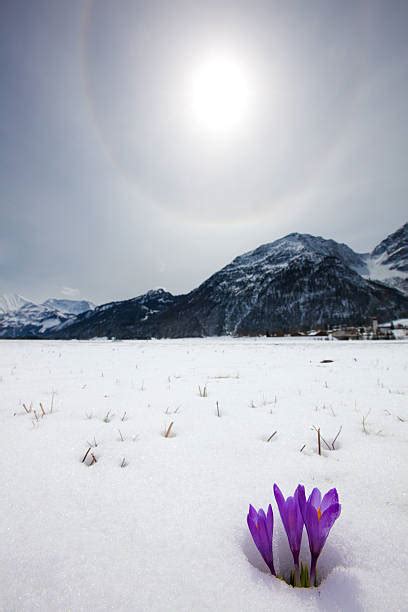 Crocus In Snow Stock Photos Pictures And Royalty Free Images Istock
