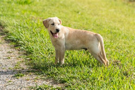 One Yellow Labrador Retriever Puppy Standing Stock Photo Image Of
