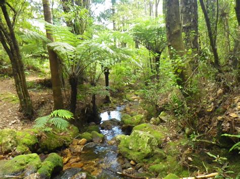 Ancient New Zealand Forests Descended From Gondwana Janets Jaunts