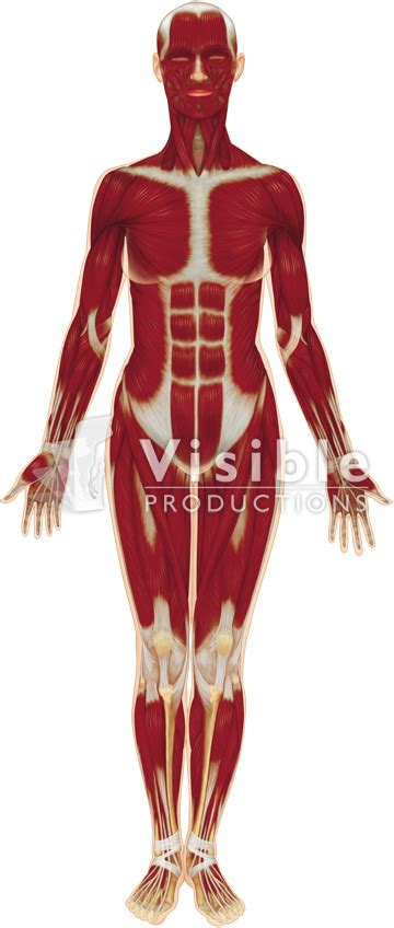 Medical Animation From Visual Health Solutions Muscular System The