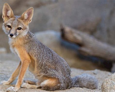 Swift Fox The Living Desert