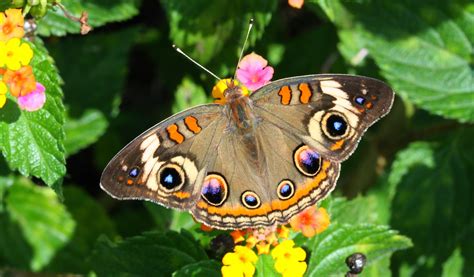 Blok888 Top 10 Most Beautiful Butterflies In The World