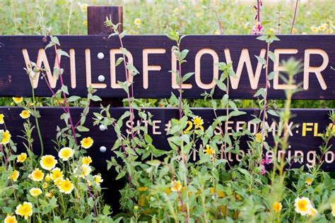 Field Of Dreams ‘wildflowering La Turns Urban Sprawl Into Native