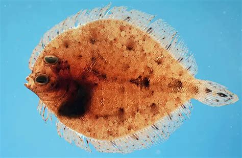 Flounder Description Habitat Image Diet And Interesting Facts