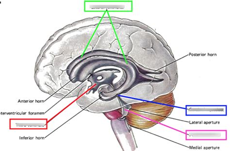 Neuro Module 9 Ventricles And Csf Diagram Quizlet