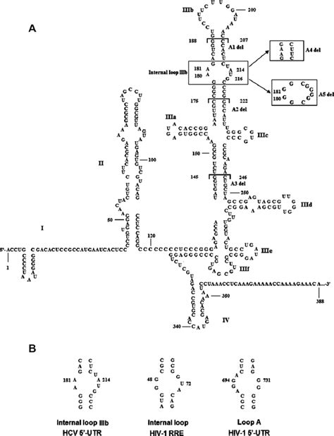 Rna Secondary Structure A Schematic Diagram Of The Secondary