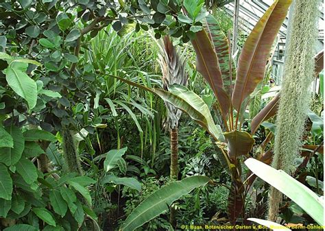 Er zählt zu den größten und bedeutendsten botanischen gärten der welt und beinhaltet wichtige sammlungen wie herbarium. Tropische Nächte im Botanischen Garten
