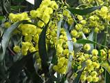 Tree With Long Yellow Flowers Photos