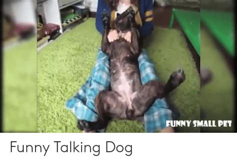 Funny Small Pet Funny Talking Dog Funny Meme On Meme