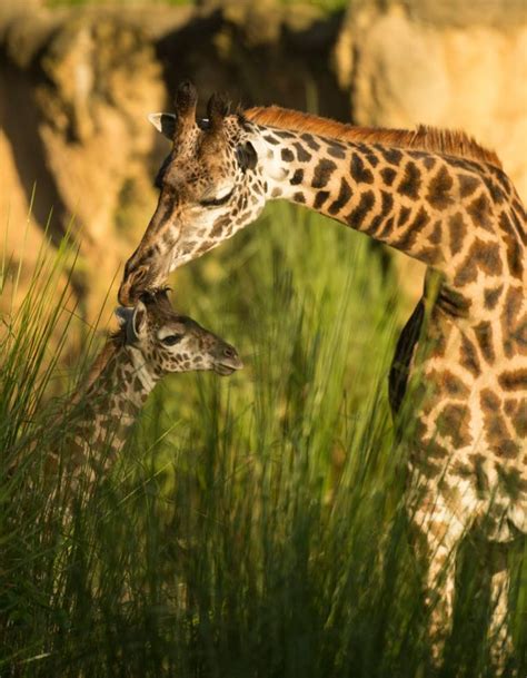 Aella The New Giraffe Calf Debuts At Walt Disney Worlds Kilimanjaro