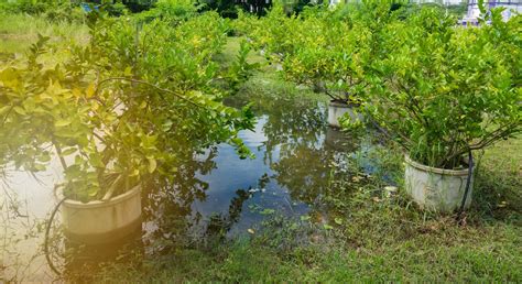 Wet soil loving plants can be natural solutions to drainage, runoff, and erosion problems. Moisture Loving Fruit Trees - Fruit Trees That Grow In Wet ...