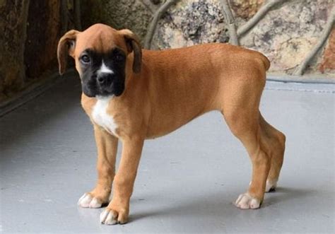 This sweet breed looks tough but is actually a gentle, loving family pet. Boxer Puppies For Sale | Raleigh, NC #321878 | Petzlover