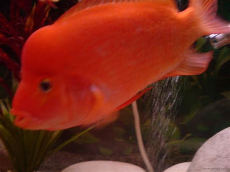 How To Care For The Red Devil Cichlid