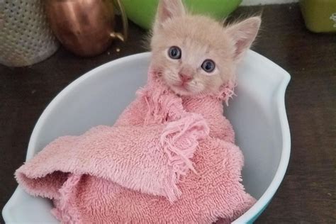 Tiny Orphan Kitten Getting Weighed In A Purrito Love Meow
