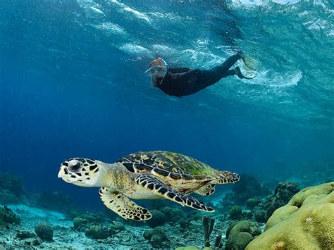 Sea Turtle Conservation Bonaire Protecting Endangered Sea Turtles