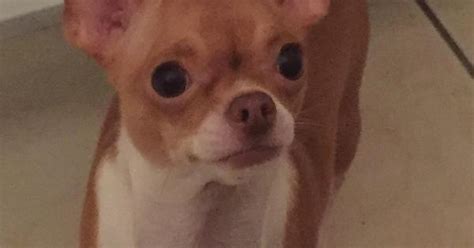Chica Chihuahua Says Hi Album On Imgur
