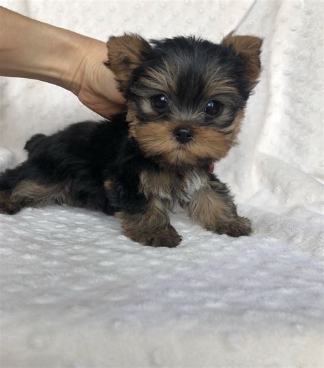 Micro Teacup Yorkie Puppy Iheartteacups