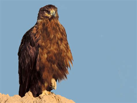 Птицы Степной орел 50 фото Фото степного орла Степной орел картинки