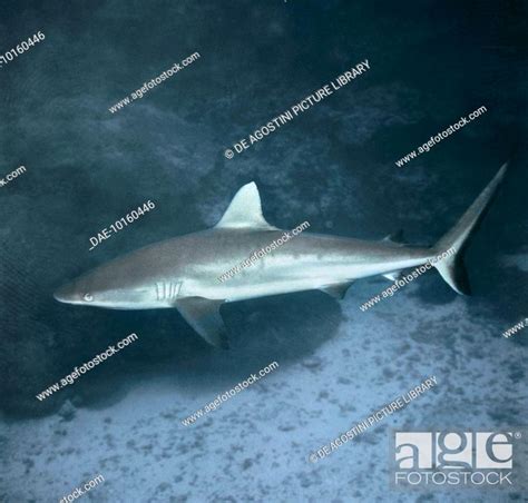 Sandbar Shark Carcharhinus Plumbeus Carcharhiniformes Stock Photo