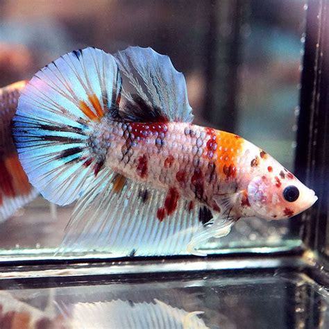 Betta Splendens Halfmoon Koi Nemo - BETTAKUS