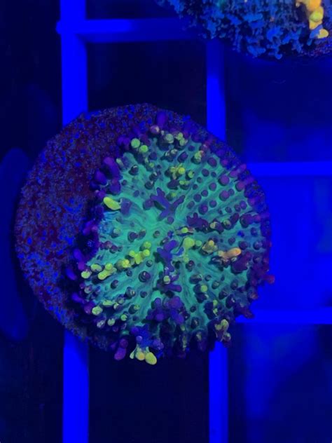 · wwc og bounce mushroom for sale wysiwyg. Florida - BOUNCE Mushroom for sale/trade | REEF2REEF ...