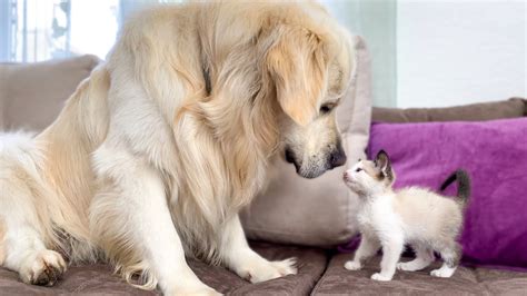 Golden Retriever And Kitten Play For The First Time Youtube